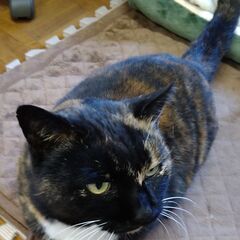 まったりサビ猫のさっちゃん