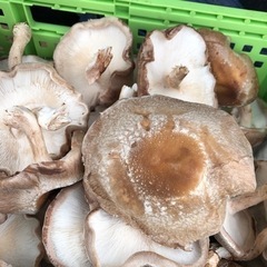 どなたかお願いします！