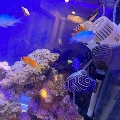 海水魚　生体の画像
