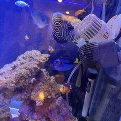 海水魚　生体の画像