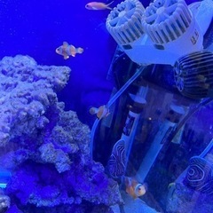 海水魚　生体の画像