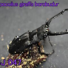 ギラファノコギリクワガタ（ジャワ産）　オス1（体長約80mm）＋メス1のペア【23GJ_047】の画像