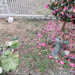 庭土欲しい方 貰ってください。
