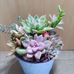 ★多肉植物寄せ植え 127★
