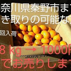 今季第3回目入荷 8kg 1000円 みかん ミカン 🍊 神奈川...
