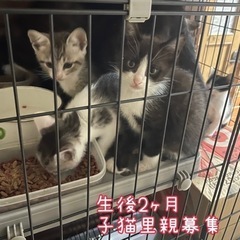 生後2ヶ月の子猫6匹の里親募集