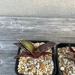 アガベ まとめ売り 【1月10日までの期間限定】 （検 アガベ チタノタ