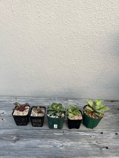 アガベ　まとめ売り　【1月10日までの期間限定】　　（検　アガベ　チタノタ　オテロイ　植物　観葉植物