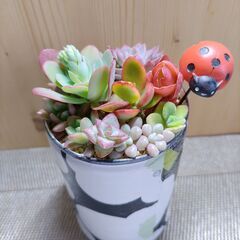 ★多肉植物寄せ植え 128★