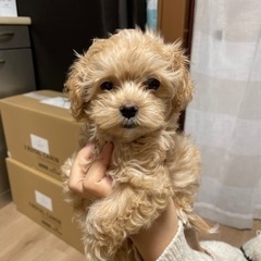 【飼い主様決まりました】マルプーのティーくん☕️