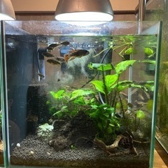 取引中　30キューブ水槽　カカトゥオイデス　ダブルレッド　若魚　全部