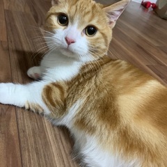 3歳男の子です