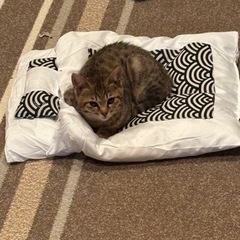 子猫の里親募集してます。( ΦωΦ )