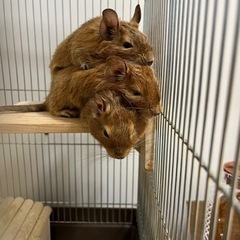 デグー3匹　サンドカラー