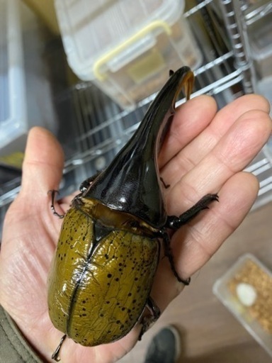 ヘラクレス