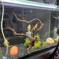水槽セット