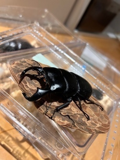 ダイオウヒラタペア