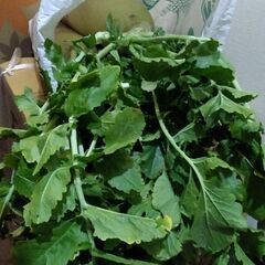 　野菜一つ50円　※一部売り切れにつき訂正しました