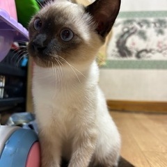 シャム猫(受付終了)