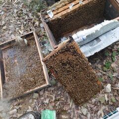 予約　西洋ミツバチ　種蜂　3＋１　送料込み　代引きのみの画像