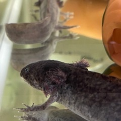 ウーパールーパー 60cm水槽 水槽台 飼育セット