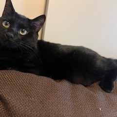 黒猫ちゃん（ケージ等一式引き取ってくださる方のみ）