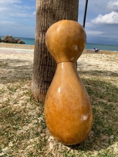 イプヘケ　53cm ハワイ直輸入