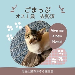 とっても人懐っこくて性格の良い子！飼いやすいです♪看板猫にピッタリ！