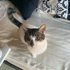 とっても人懐っこくて性格の良い子！飼いやすいです♪看板猫にピッタリ！ - 猫
