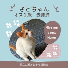ふわふわの茶白のさとちゃん。ベタ慣れです！赤煉瓦プレイス譲渡会参...