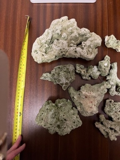 ライブロック天然