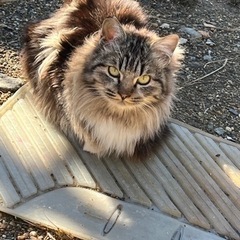 里親様、決まりました！めちゃめちゃ甘えん坊の長毛さん