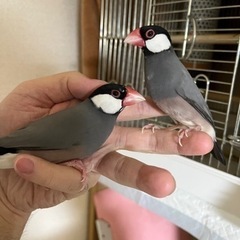 文鳥2羽　オス