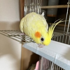 オカメインコ　メス