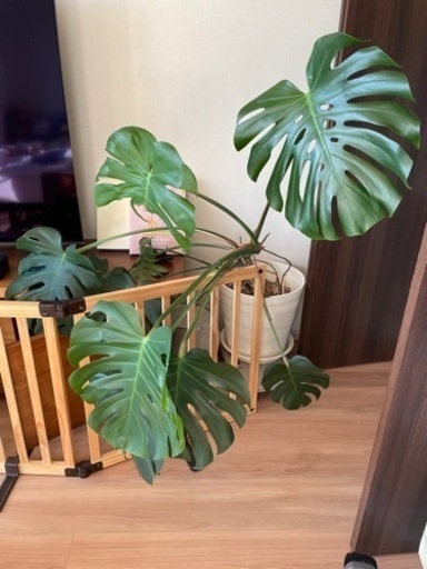 大型モンステラ