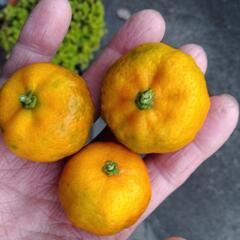 シークワーサー果実　1個20円の画像