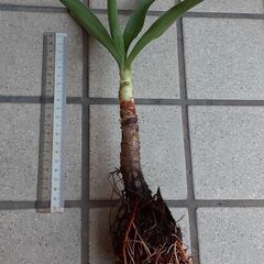 観葉植物　　ユッカ　子株