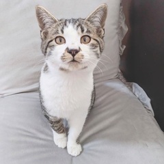 キジ白のオス4ヶ月の子猫の里親募集
