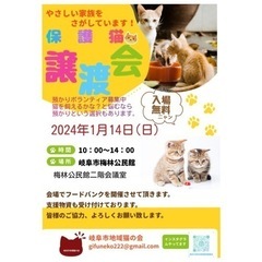 岐阜市梅林⭐️猫の譲渡会