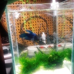 NISSO テーブルアクア　天然底砂　白色　未開封の画像