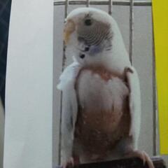 インコが逃げました