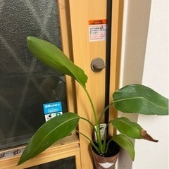 観葉植物（　仮決定