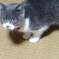 オス猫　6ヶ月
