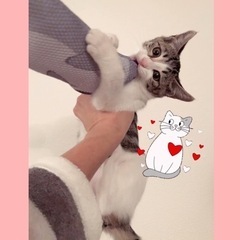 13(土)14(日)譲渡会お見合い調整可！激甘えん坊3兄妹💗生後2ヶ月