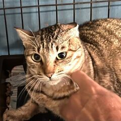 親子一緒の願いが叶うでしょうか。。 - 猫