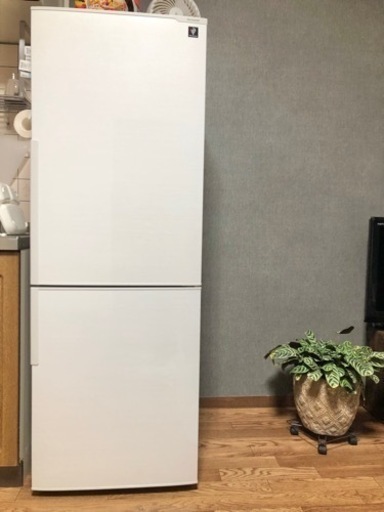 【終了】購入者決定しました