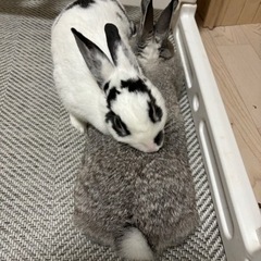 子うさぎ - その他