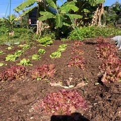 自然栽培仲間募集『あと2区画』腐らず枯れる野菜🥬の画像
