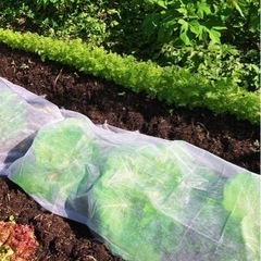 自然栽培仲間募集『あと2区画』腐らず枯れる野菜🥬の画像