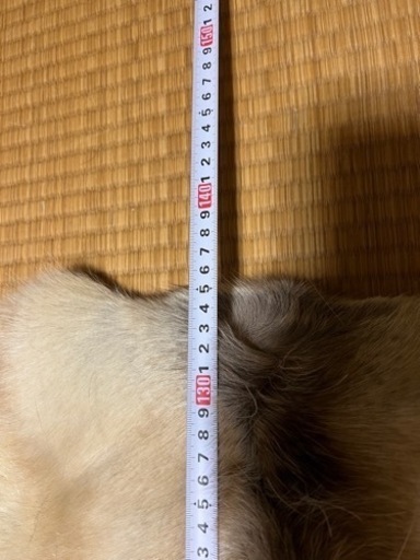 トナカイの毛皮　敷物　壁掛け